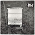 Dog and Hive