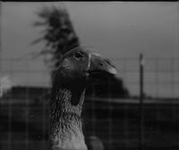 A Goose at a farm