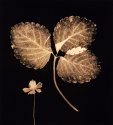 Autumn Leaves #15 Wild Strawberry