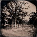skeletal trees