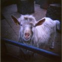 Happy Goat - WTCD08