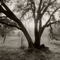 Tree and Sunlight