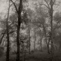 Trees in Fog