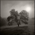 Fog and Sun