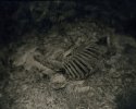 Deer Remains
