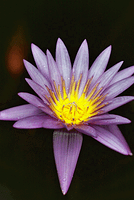 Summer Water Flowers