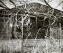 Overgrown Windows