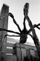 Bourgeois' Spider