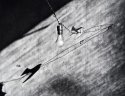 Bird on a Wire