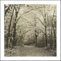 Bright Autumn Canopies