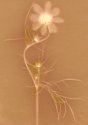 Lumen foma