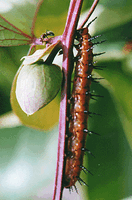 Who's Vine is it anyway?