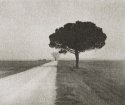 Pine on Gravel Road, Italy