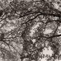 Branches