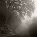 Road and Fog
