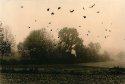 A foggy morning II