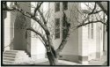 Tree - St. John's
