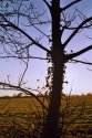 Backlit Tree- St Helens