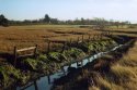Newtown Marsh
