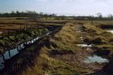 Newtown Marsh (again)