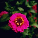 Pink Flower
