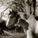 Cloghleagh horse