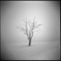 Tree and Standing Stone - Scottish Borders