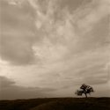 Tree Revisited