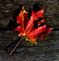 Fall Leaf