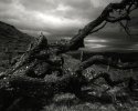 Wishing Tree