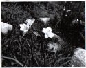 lillies