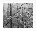Branch Bling