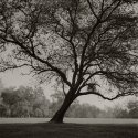 Leaning Tree