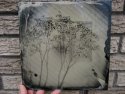 wet plate