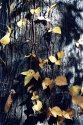 Tree trunk with vine