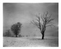 Trees near Scott's view - Scottish Borders