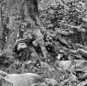 More Sugar Hollow Trees