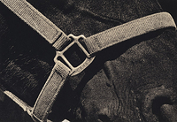 Draft horse with Halter