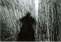 reed & shadow