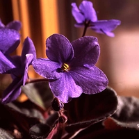 African Violet