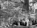 CypressB_W094_edited-1