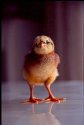 Chicks0022