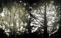 Memory, The Forest
