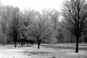 Frozen Trees