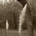 grass and trees