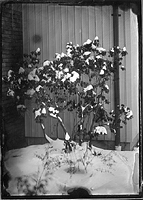 1st glass wet plate!