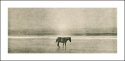 Horses of Corolla, #2
