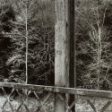 Trees and Bridge