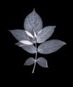 Autumn Leaves #18b Elder