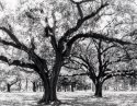 Nola Oaks